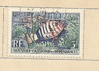 Pez Lionardella fasciata