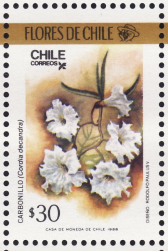 FLORES DE CHILE