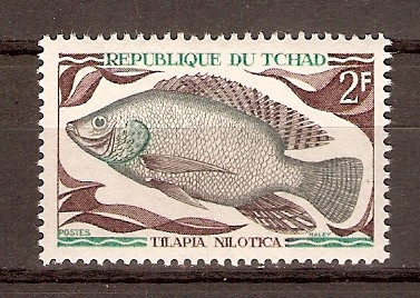 TILAPIA   NILOTICA