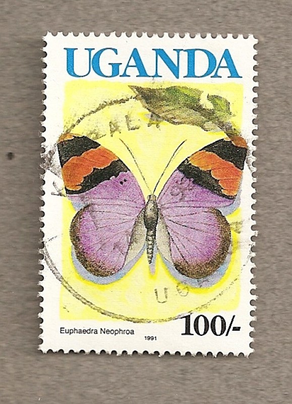 Mariposa Euphaerdra neophroa