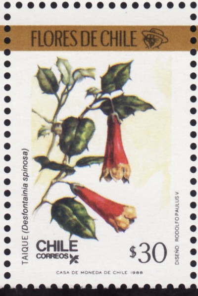 FLORES DE CHILE
