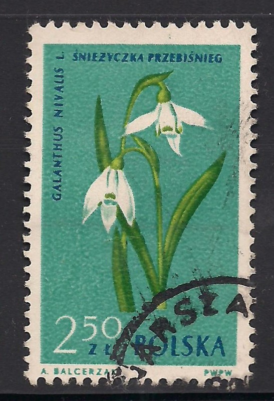 Galanthus nivalis