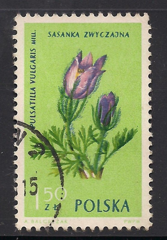 Gentiana clusii