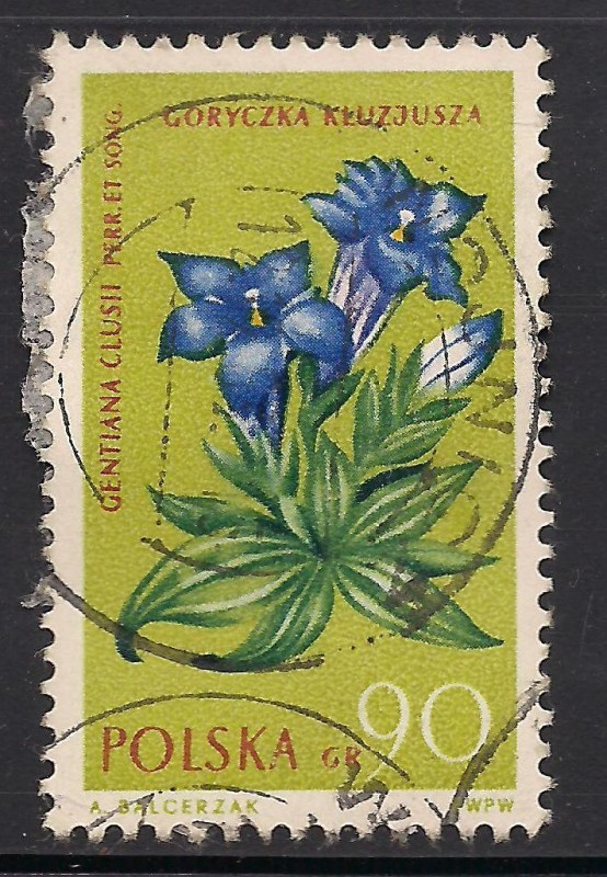 Gentiana clusii