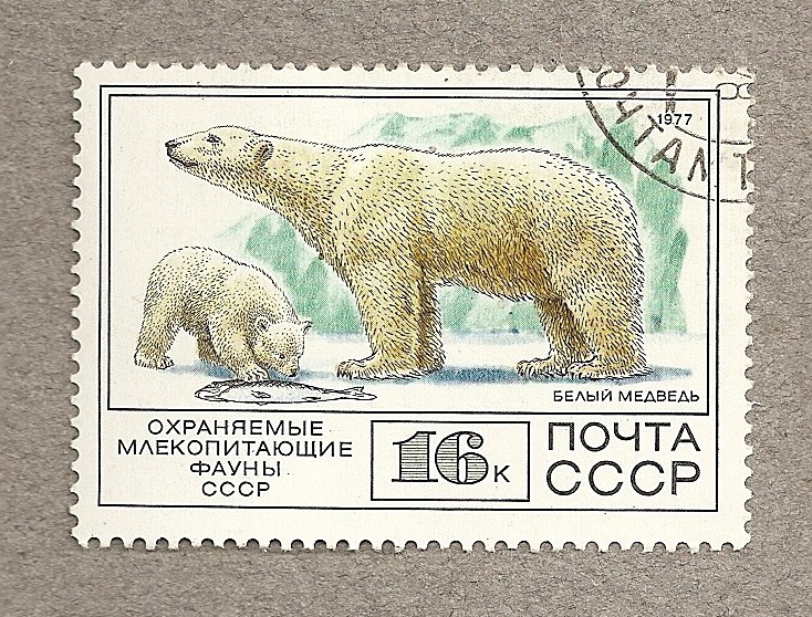 Oso polar