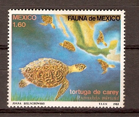 TORTUGA   DE   CAREY