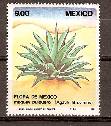 MAGUEY   PULQUERO