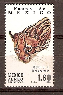 OCELOTE