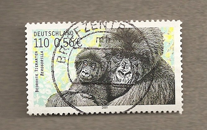 Aimales en peligro extinción:Gorilas