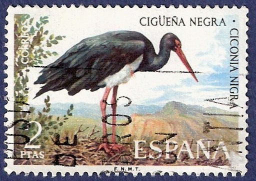 Edifil 2135 Cigüeña negra 2