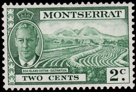 MONTSERRAT-Cultivos de algodón