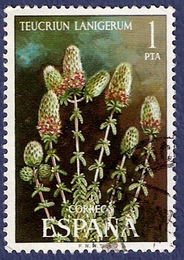 Edifil 2220 Teucrium lanigerum 1