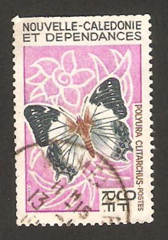 mariposa, polyura clitarchus