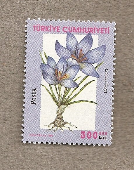 Crocus biflora