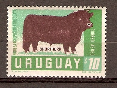 TORO  SHORTHORN