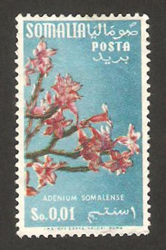somalia italiana - flora, adenium somali 