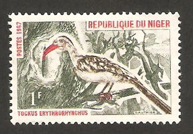190 - ave tockus erythrorhynchus