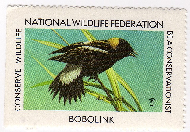 Bobolink