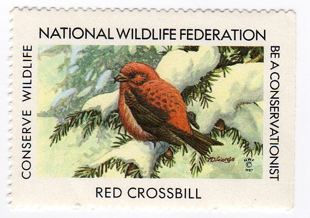 Red Crossbill