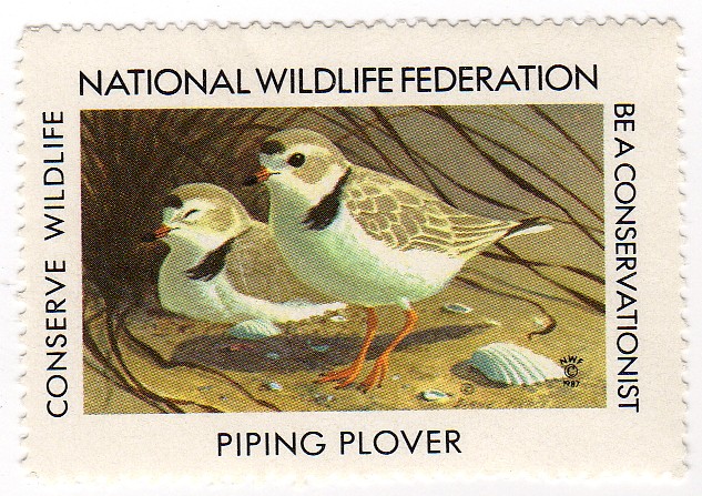 Piping Plover