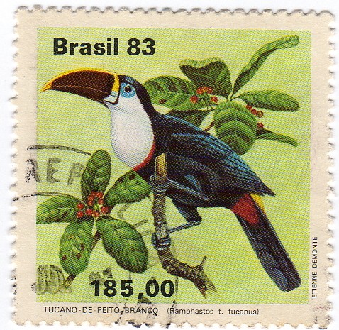 Tucano de Peito Branco