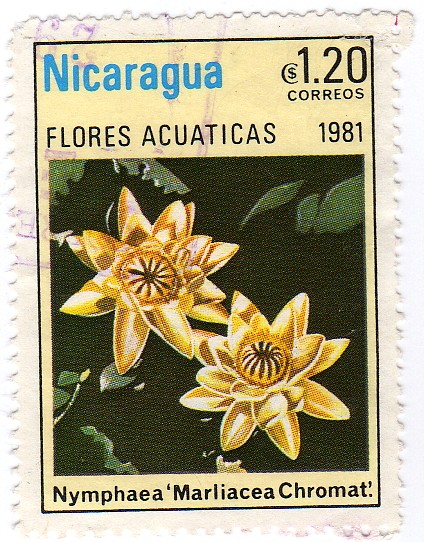 Nymphaea´ Marliacea Chromat´