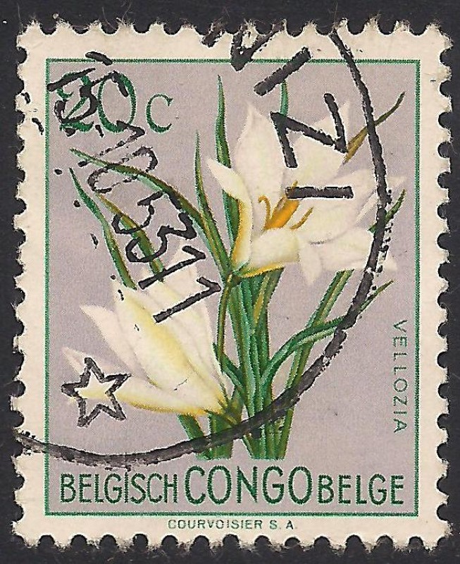 Flores 1952: Vellozia.