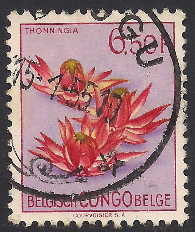 Flores 1952: Thonningia