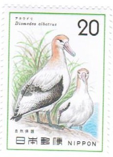 diomedea albatrus