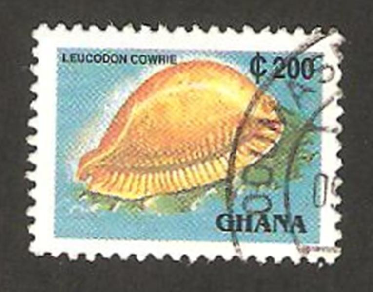 concha leucodon cowrie