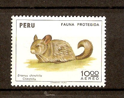 RATA   CHINCHILLA