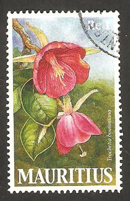flor trochetia boutoniana