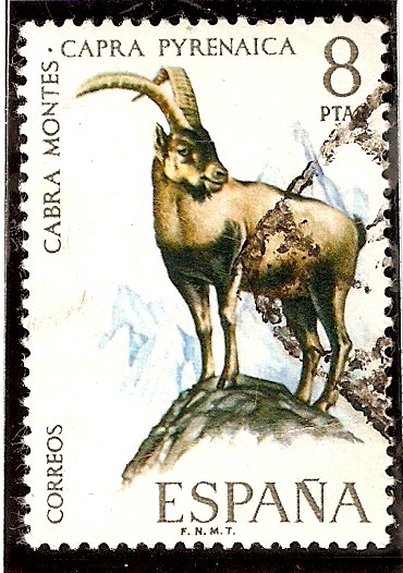 Fauna hispánica - Cabra montés