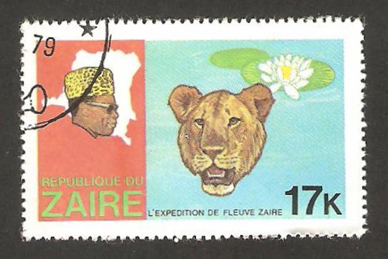 zaire - expedición por el río zaire, leopardo y nenufa