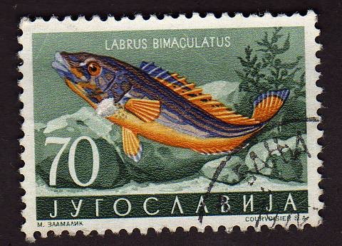Labrus Bimaculatus