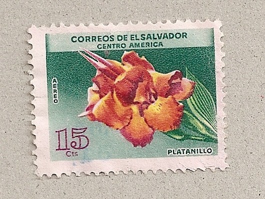 Platanillo