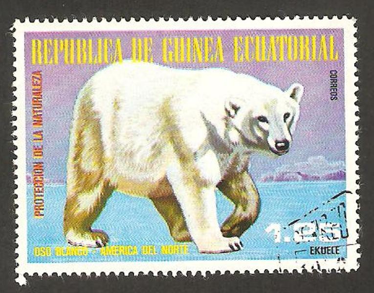 oso blanco
