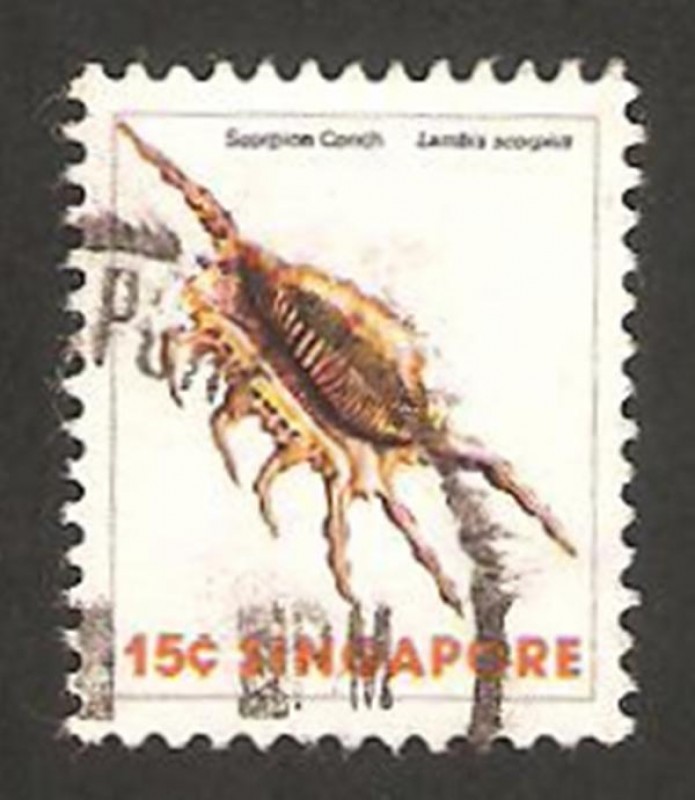 265 - concha lambis scorpius