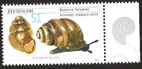 MOLUSCOS - BAUCHIGE WINDELSCHNECKE