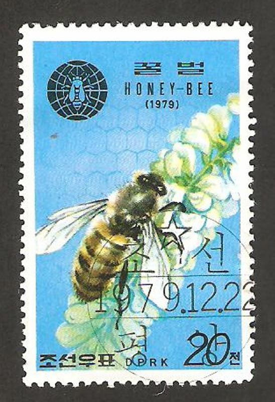 fauna, abeja butinant