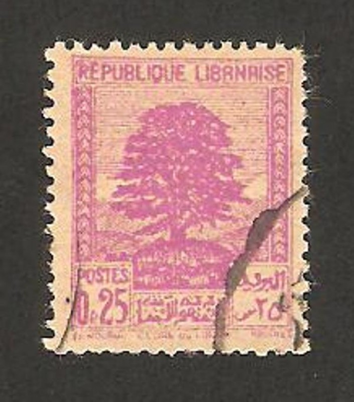 cedro libanes