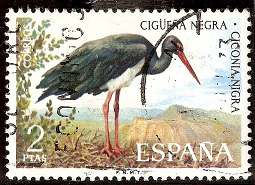 Fauna. Cigüeña negra