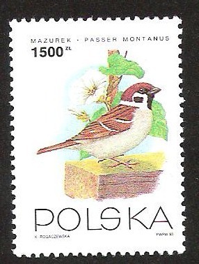 PASSEH  MONTANUS