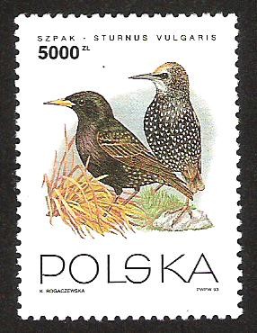 STURNUS VULGARIS