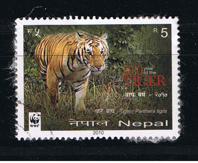 2010 year of the Tiger.  Tiger / Panthera tigris.