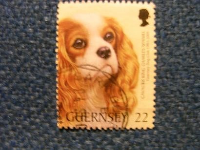 GUERNSEY  DOG  CLUB