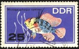 Microgeophagus ramirezi.