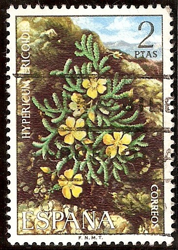 Flora. Hypericum ericoides