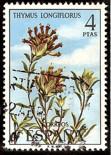 Flora. Thymus longiflorus