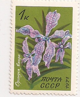Vanda orchid